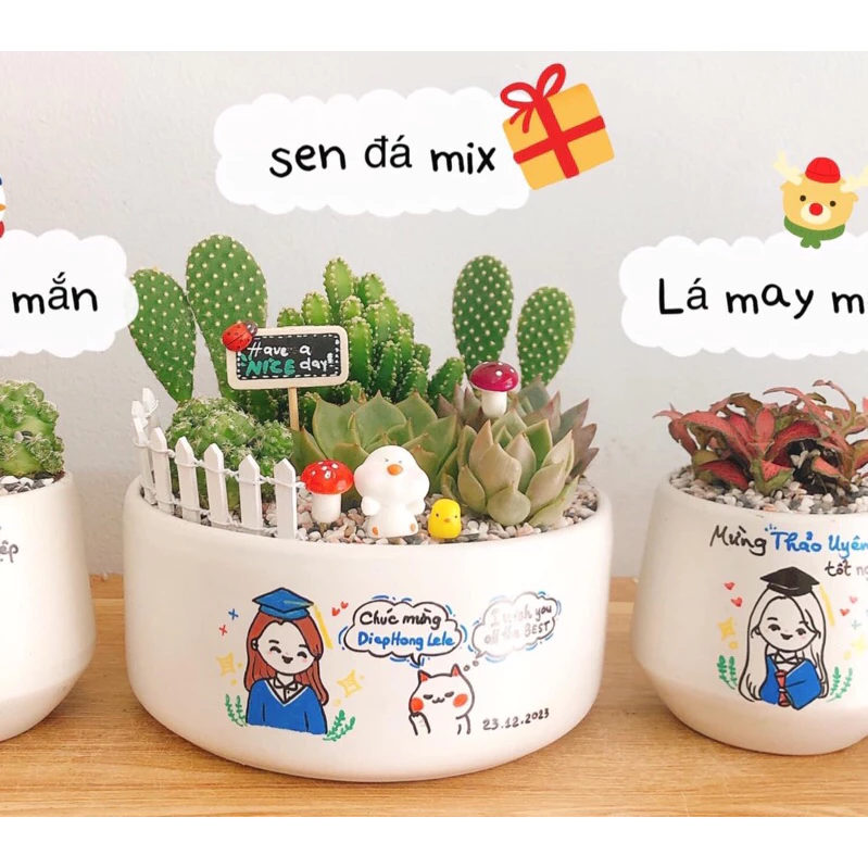 Chậu cảnh đẹp sen đá gửi gắm thông điệp yêu thương Chậu cảnh đẹp sen đá gửi gắm thông điệp yêu thương