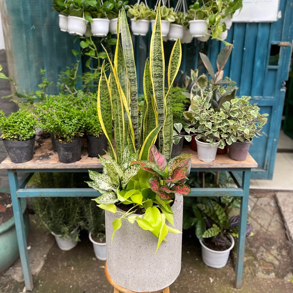 Chọn chậu trồng cây cảnh phù hợp với không gian Chọn chậu trồng cây cảnh phù hợp với không gian