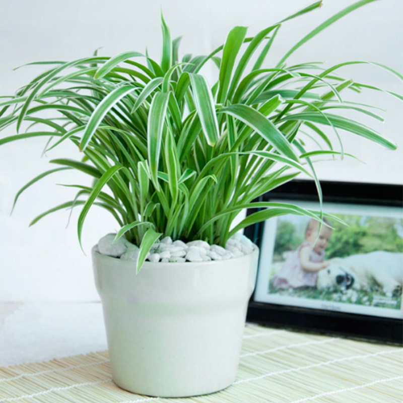 Mua chậu trồng cây dây nhện để loại bỏ benzen Mua chậu trồng cây dây nhện để loại bỏ benzen