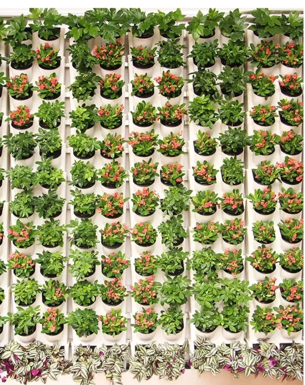 Các chậu cây cảnh đẹp trồng cây“giải nhiệt” cho nhà Các chậu cây cảnh đẹp trồng cây“giải nhiệt” cho nhà