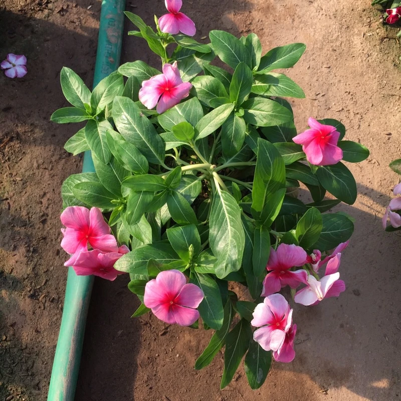 Chỉ cần một chậu cây dừa cạn nhỏ xinh cũng đủ làm bừng sáng cả một góc ban công. Chỉ cần một chậu cây dừa cạn nhỏ xinh cũng đủ làm bừng sáng cả một góc ban công.