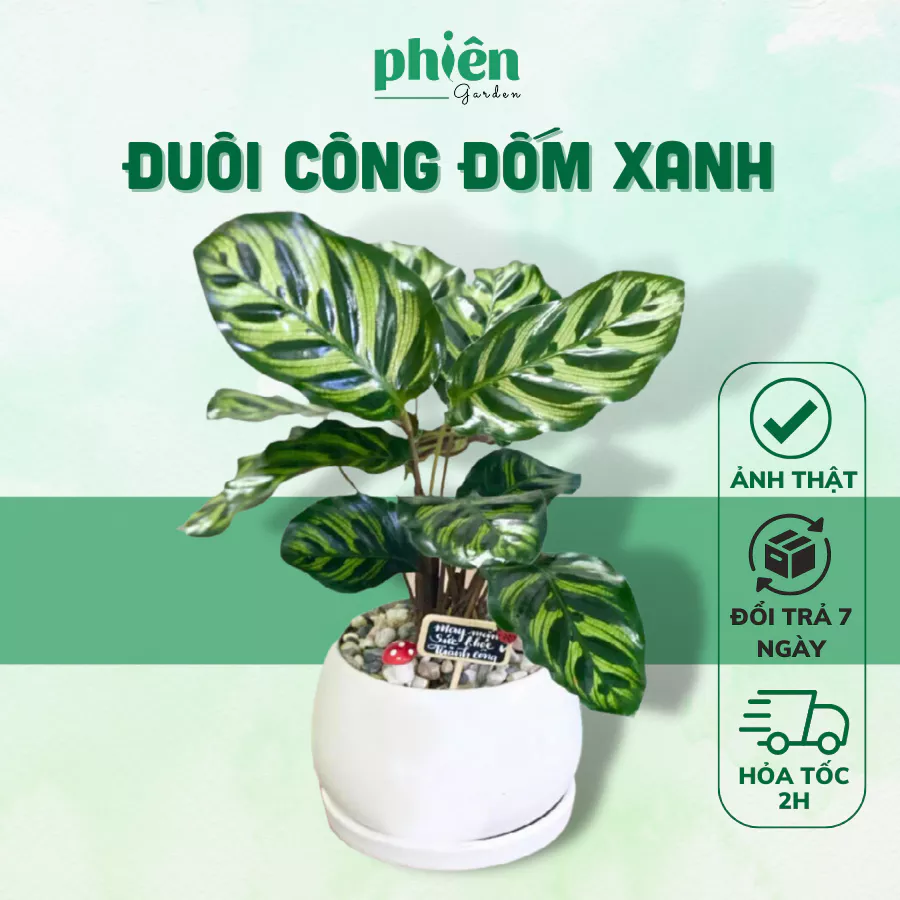 Chậu trồng cây đuôi công giúp vườn của bạn thêm độc đáo Chậu trồng cây đuôi công giúp vườn của bạn thêm độc đáo