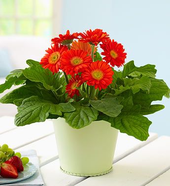 Mua chậu trồng cây đồng tiền đẹp và thu hút tài lộc Mua chậu trồng cây đồng tiền đẹp và thu hút tài lộc