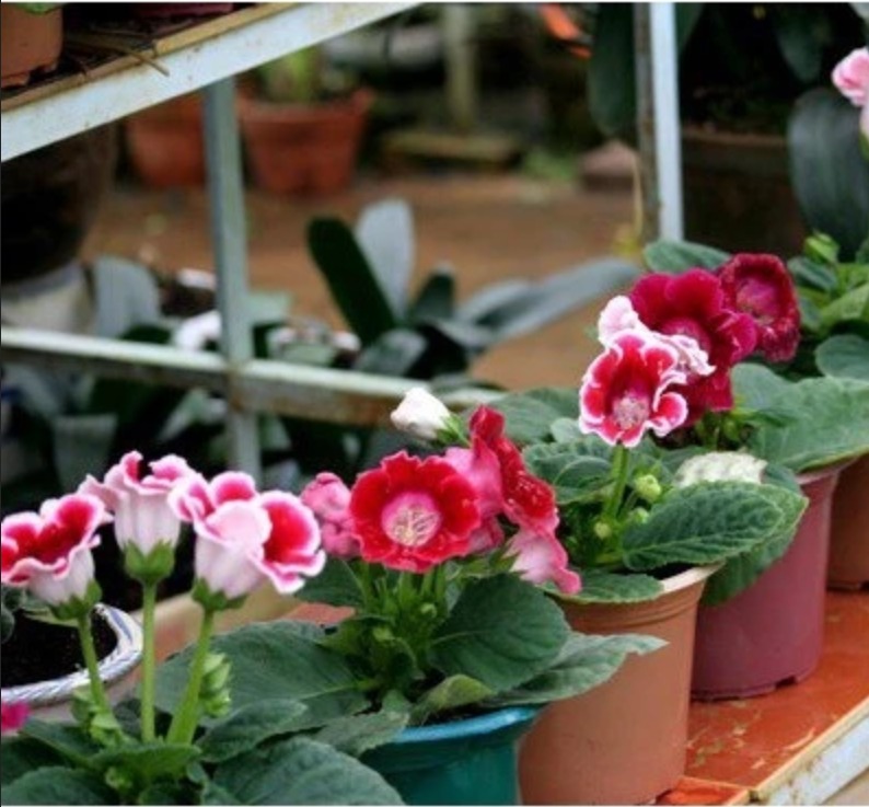 Hoa tử la lan - món quà tinh tế từ thiên nhiên dành cho ngôi nhà của bạn. Hoa tử la lan - món quà tinh tế từ thiên nhiên dành cho ngôi nhà của bạn.