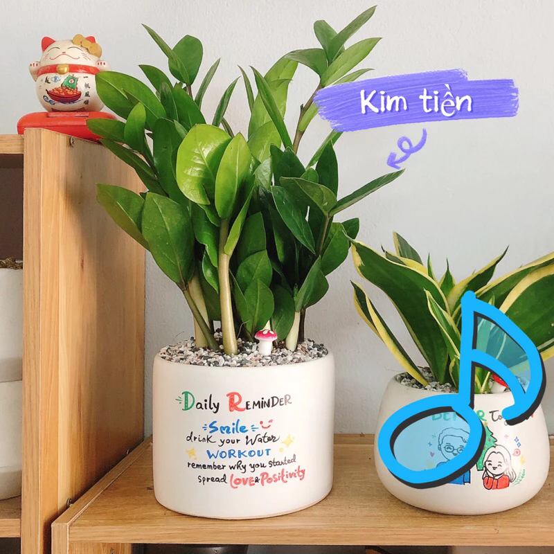 💰 Mang tài lộc vào nhà với chậu trồng cây kim tiền – lựa chọn phong thủy vừa đẹp mắt vừa thu hút vượng khí cho không gian sống của bạn! 🌿 💰 Mang tài lộc vào nhà với chậu trồng cây kim tiền – lựa chọn phong thủy vừa đẹp mắt vừa thu hút vượng khí cho không gian sống của bạn! 🌿