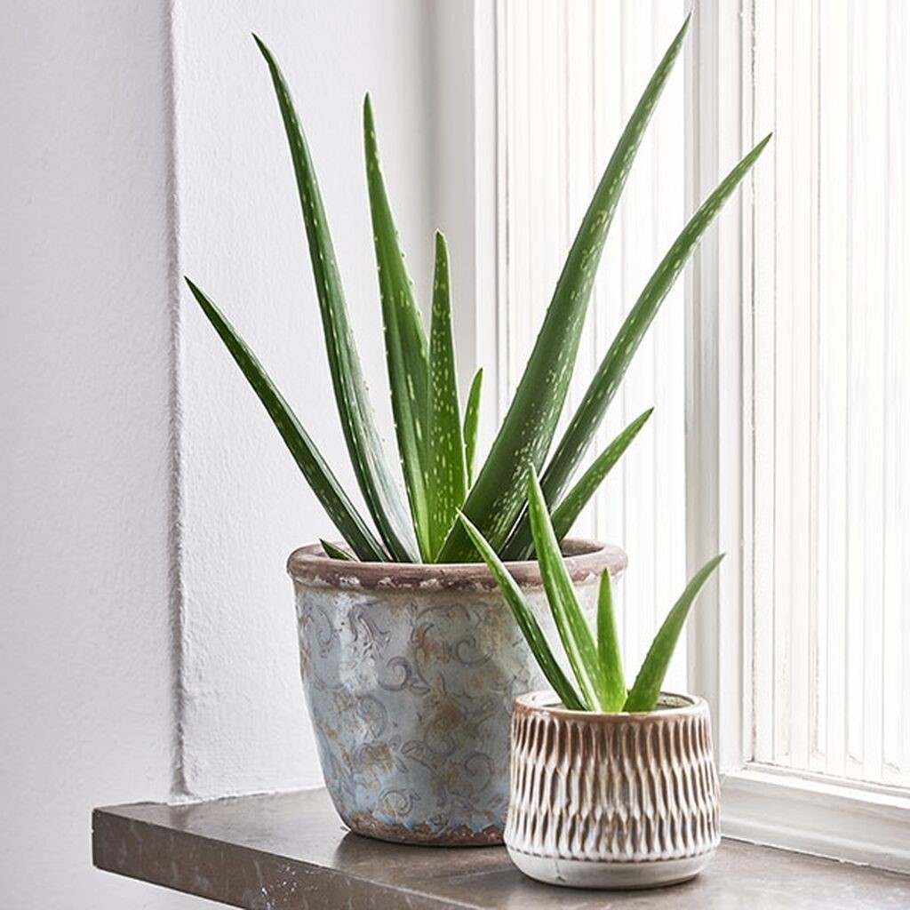 Mua chậu trồng cây lô hội để loại bỏ những khí độc không mong muốn Mua chậu trồng cây lô hội để loại bỏ những khí độc không mong muốn