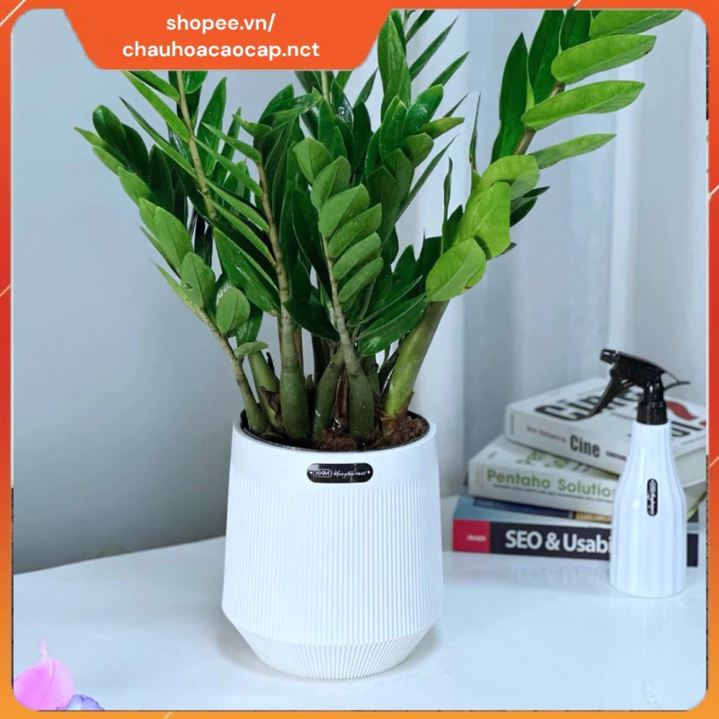 Nét đẹp tinh tế từ chậu trồng cây nhựa giả sứ, tô điểm mọi không gian. Nét đẹp tinh tế từ chậu trồng cây nhựa giả sứ, tô điểm mọi không gian.