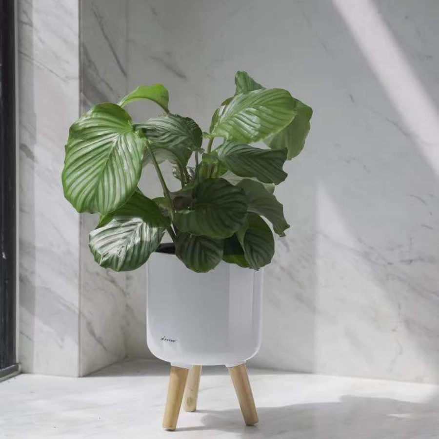 Biến hóa không gian xanh của bạn thật dễ dàng với những mẫu chậu trồng cây nhựa siêu xinh và bền bỉ này! Biến hóa không gian xanh của bạn thật dễ dàng với những mẫu chậu trồng cây nhựa siêu xinh và bền bỉ này!