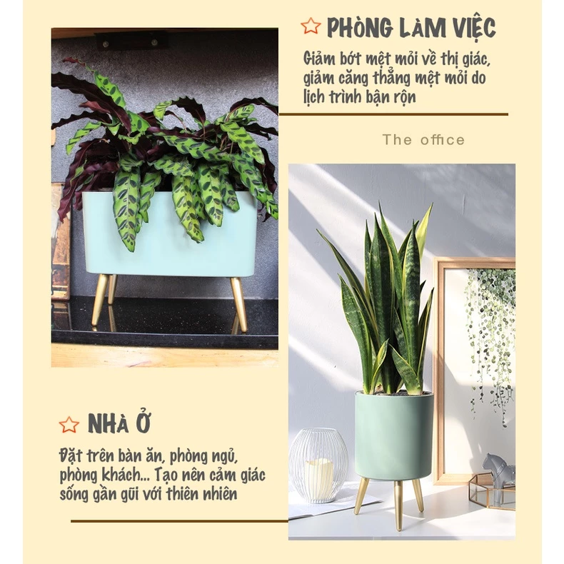 chậu trồng cây thông minh có thể đặt ở nhiều nơi trong nhà chậu trồng cây thông minh có thể đặt ở nhiều nơi trong nhà