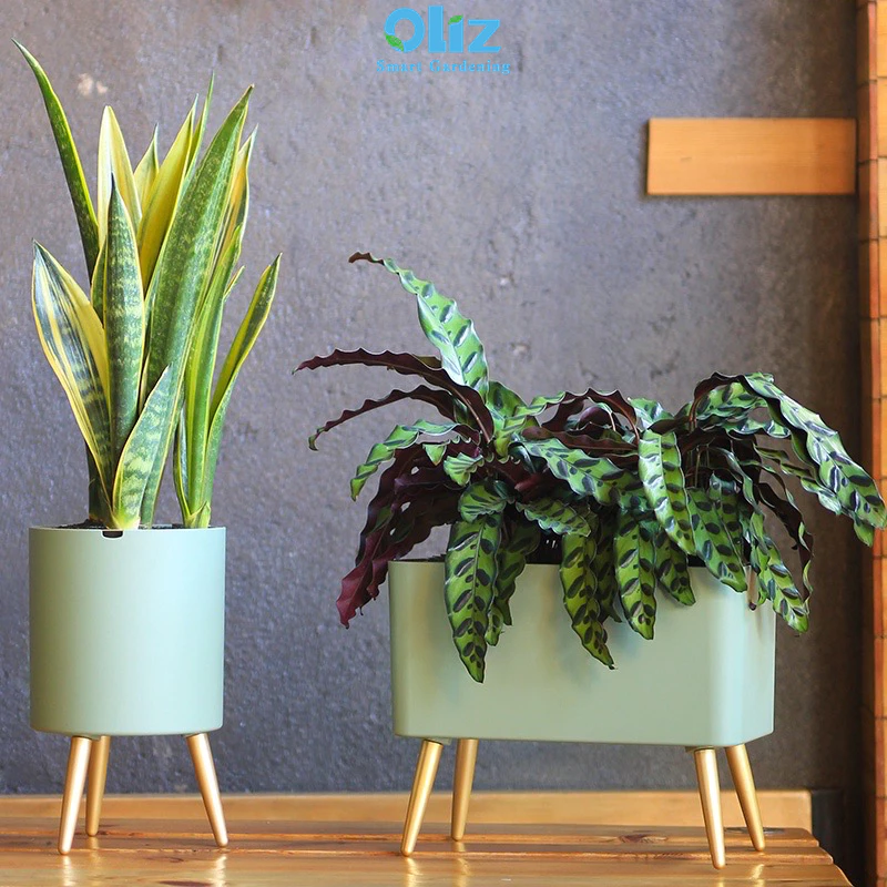 Chậu trồng cây kiểng thông minh, tự tưới đang được ưa chuộng Chậu trồng cây kiểng thông minh, tự tưới đang được ưa chuộng