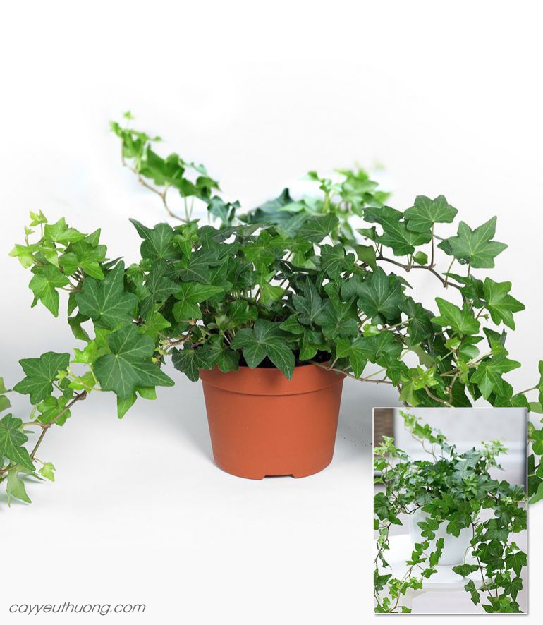 Mua chậu trồng cây thường xuân cho nhà tắm Mua chậu trồng cây thường xuân cho nhà tắm