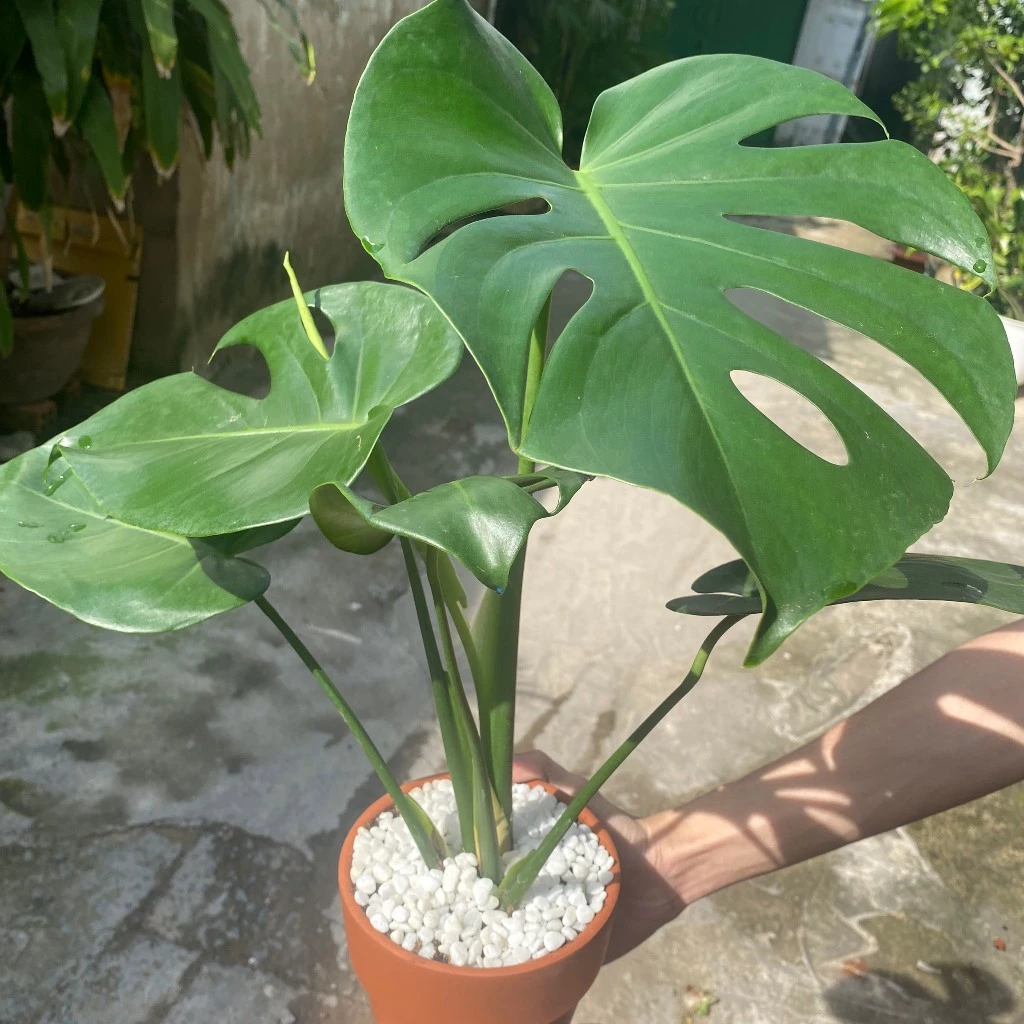 Hiên nhà thêm sức sống nhờ chậu trồng cây đẹp thuần khiết thiên nhiên Hiên nhà thêm sức sống nhờ chậu trồng cây đẹp thuần khiết thiên nhiên