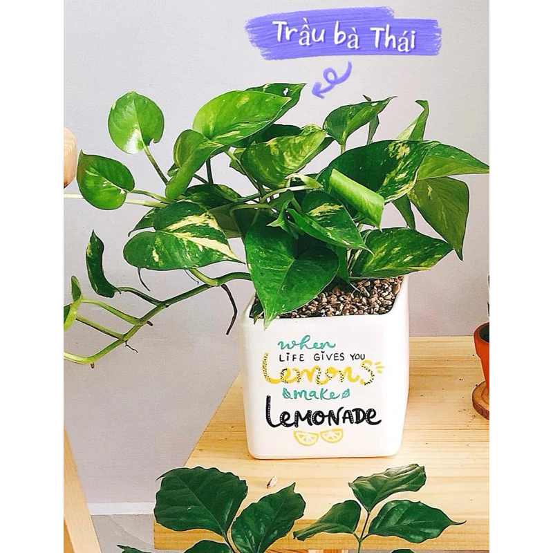 Tô điểm không gian sống với chậu nhựa trồng cây trầu bà – mềm mại, xanh tươi Tô điểm không gian sống với chậu nhựa trồng cây trầu bà – mềm mại, xanh tươi