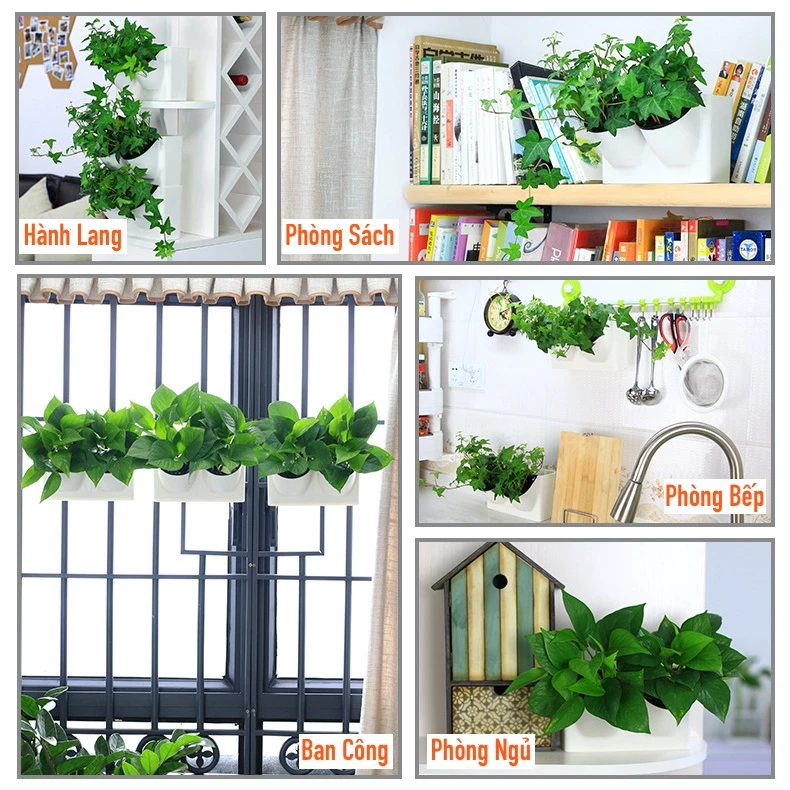 Chọn chậu trồng cây cảnh và chăm sóc cây đúng kỹ thuật giúp không gian của bạn tươi mới Chọn chậu trồng cây cảnh và chăm sóc cây đúng kỹ thuật giúp không gian của bạn tươi mới