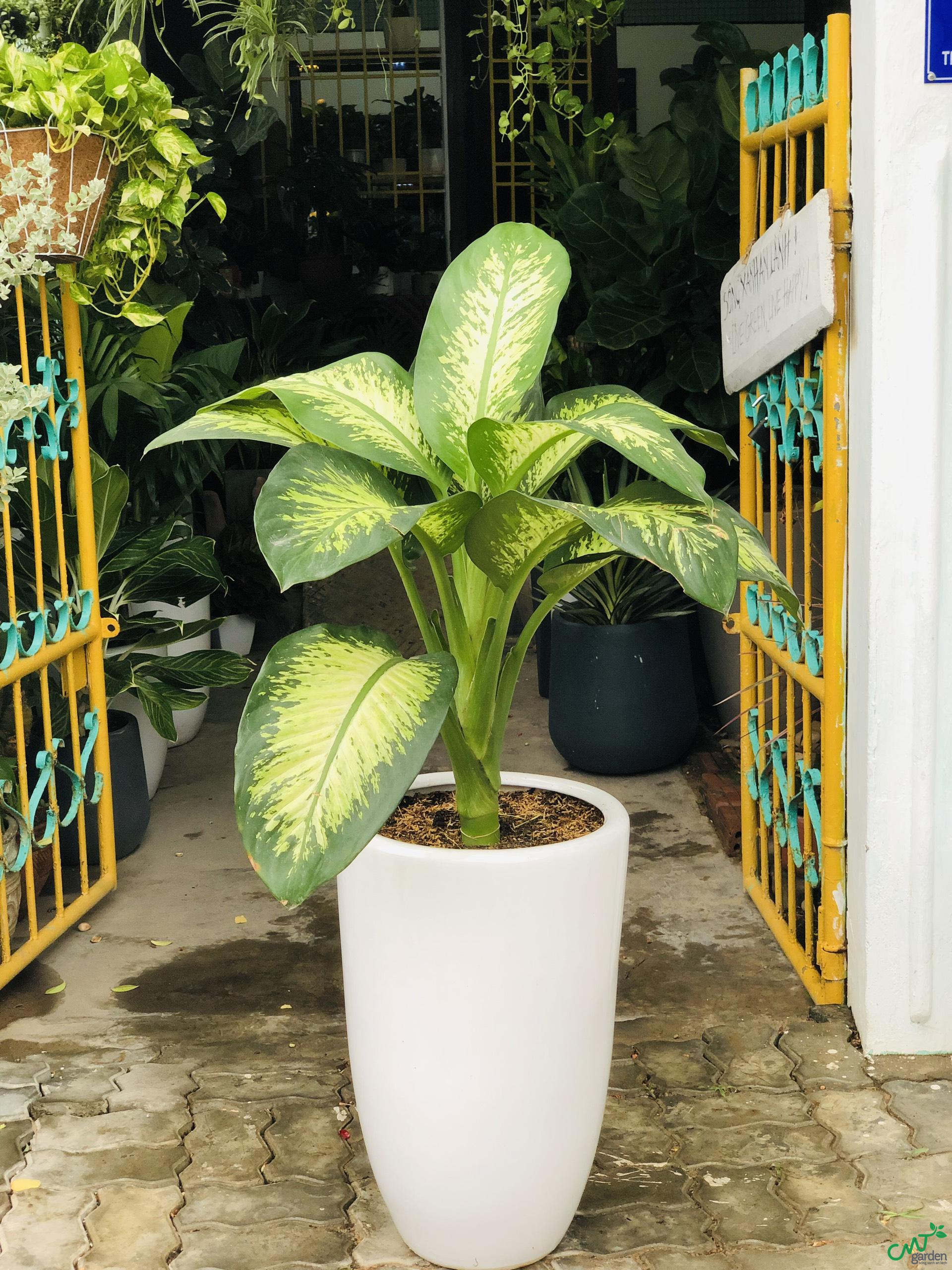 Mua chậu trồng cây vạn niên thanh Mua chậu trồng cây vạn niên thanh