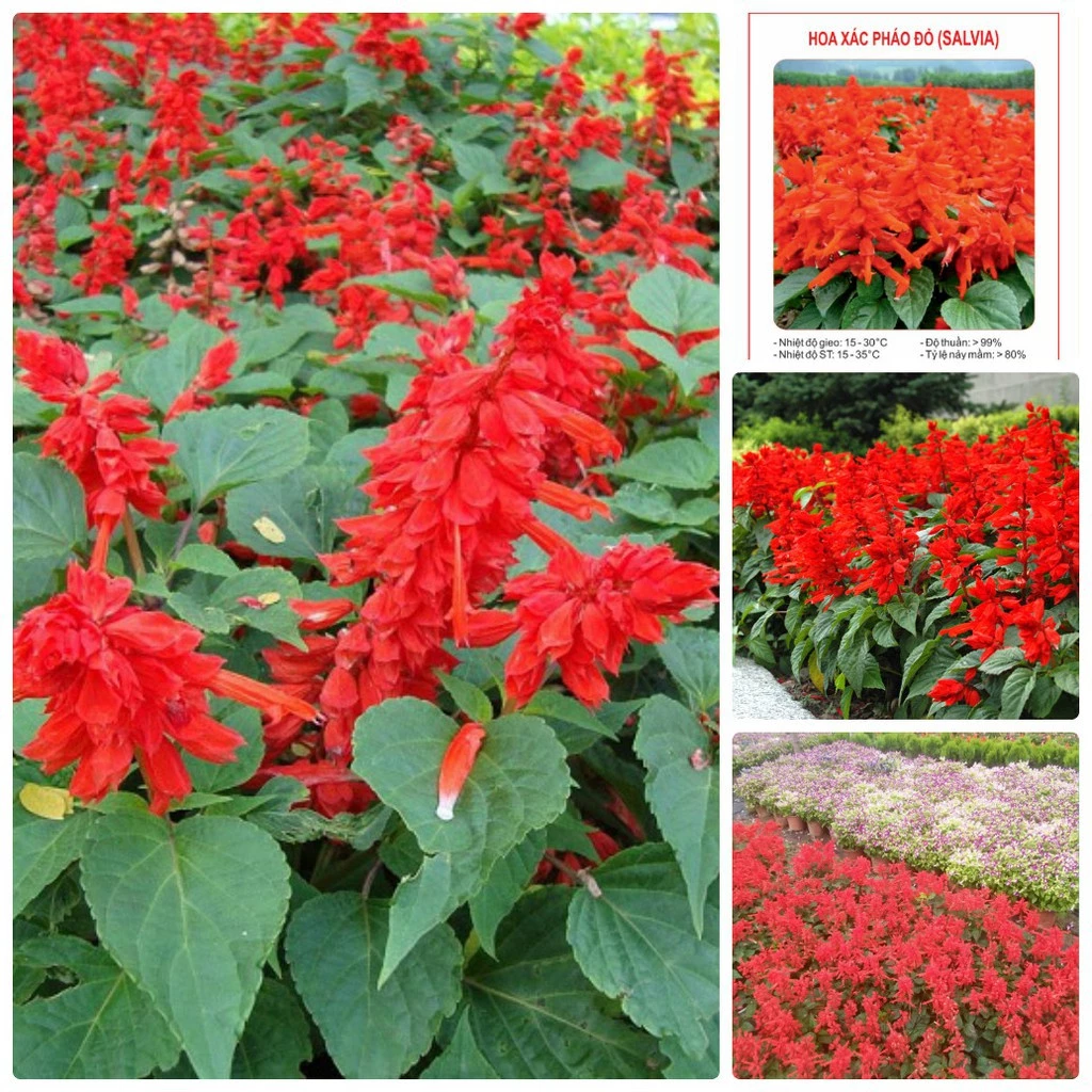 Vẻ đẹp bền bỉ của hoa xác pháo đỏ dưới nắng hè. Vẻ đẹp bền bỉ của hoa xác pháo đỏ dưới nắng hè.