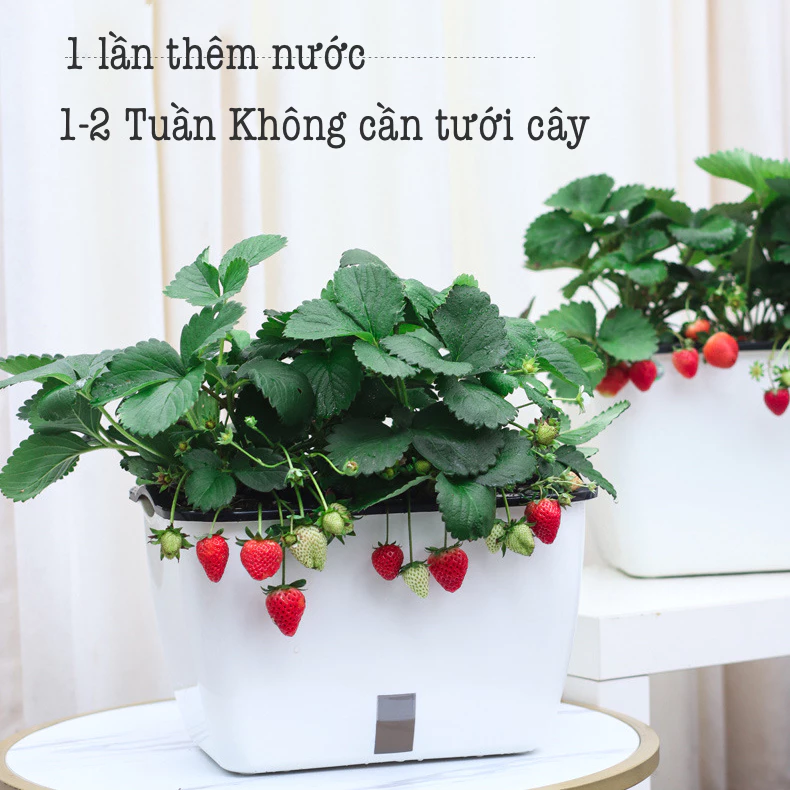 chậu trồng rau thông minh có thiết kế gọn gàng, phù hợp với mọi không gian sống chậu trồng rau thông minh có thiết kế gọn gàng, phù hợp với mọi không gian sống