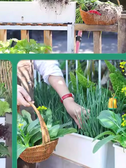 Chậu trồng rau trên sân thượng là cách trồng rau tiện lợi và hiệu quả. Chậu trồng rau trên sân thượng là cách trồng rau tiện lợi và hiệu quả.