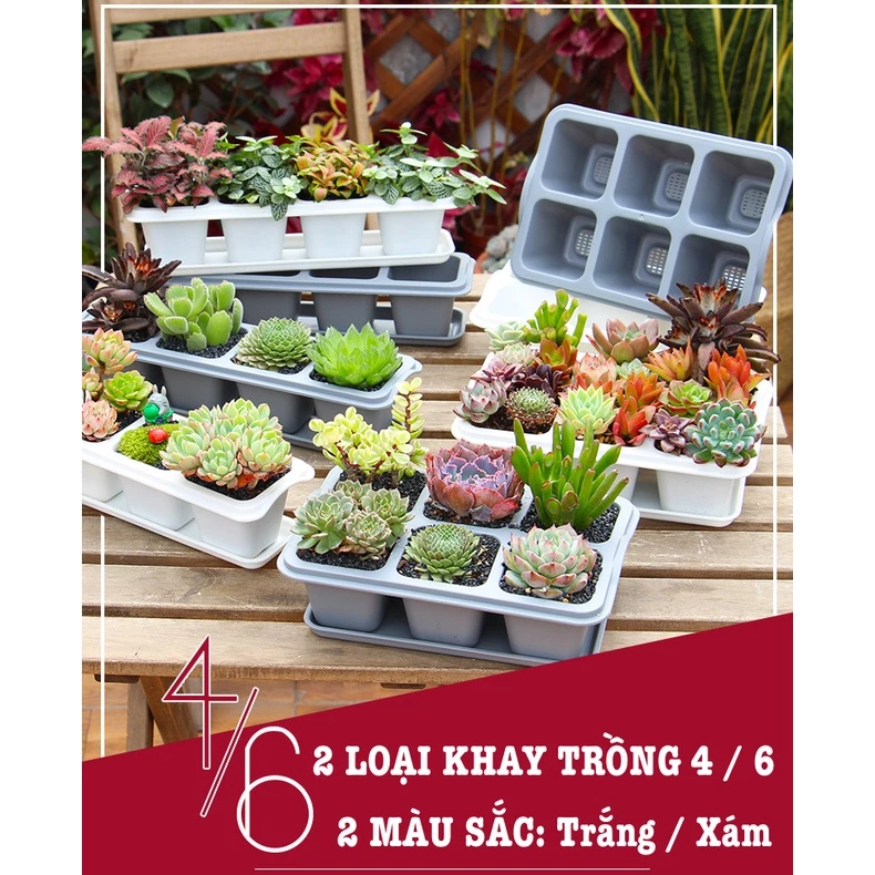 Góc 'chill' của bạn sẽ thêm yêu với những chiếc chậu trồng sen đá mini siêu đáng yêu này! Rinh ngay một em về 'nuôi' nào! Góc 'chill' của bạn sẽ thêm yêu với những chiếc chậu trồng sen đá mini siêu đáng yêu này! Rinh ngay một em về 'nuôi' nào!