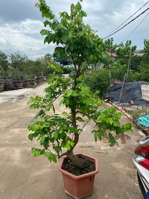 Bạn nên dùng chậu có kích thước lớn để trồng khế ngọt, chất liệu bằng sứ, xi măng, hay bằng nhựa bền bỉ. Bạn nên dùng chậu có kích thước lớn để trồng khế ngọt, chất liệu bằng sứ, xi măng, hay bằng nhựa bền bỉ.