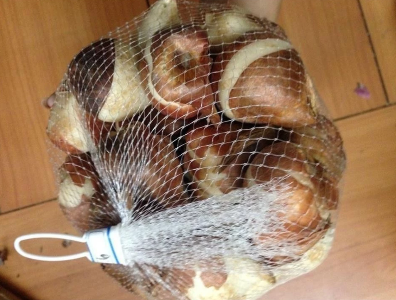 Chỉ cần một chậu hoa tulip là đủ thấy tim mình rung rinh. ❤️ Chỉ cần một chậu hoa tulip là đủ thấy tim mình rung rinh. ❤️