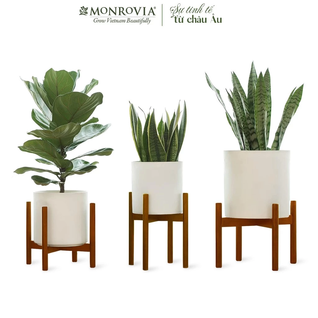 Đôn Gỗ Vuông Đẹp MONROVIA chính là lựa chọn hoàn hảo Đôn Gỗ Vuông Đẹp MONROVIA chính là lựa chọn hoàn hảo