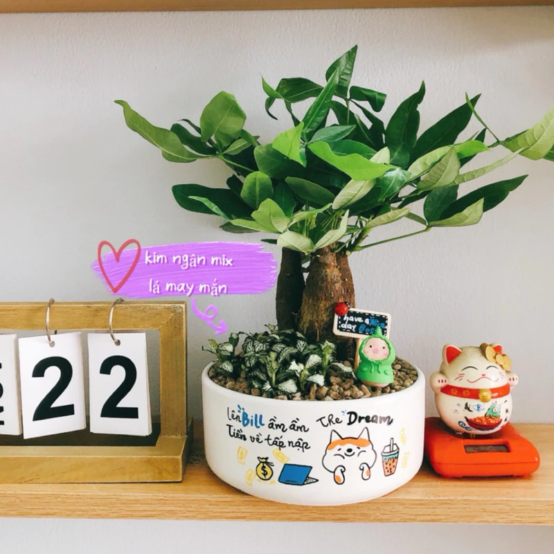 Chậu cây mini để bàn – Sự kết hợp hoàn hảo giữa thiên nhiên và không gian làm việc của bạn. Chậu cây mini để bàn – Sự kết hợp hoàn hảo giữa thiên nhiên và không gian làm việc của bạn.