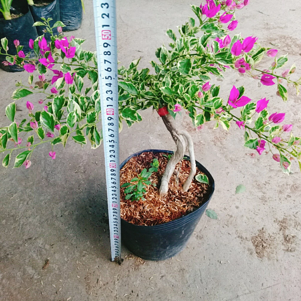 cây hoa giấy cẩm thạch có khả năng cải thiện môi trường và chất lượng không khí cây hoa giấy cẩm thạch có khả năng cải thiện môi trường và chất lượng không khí