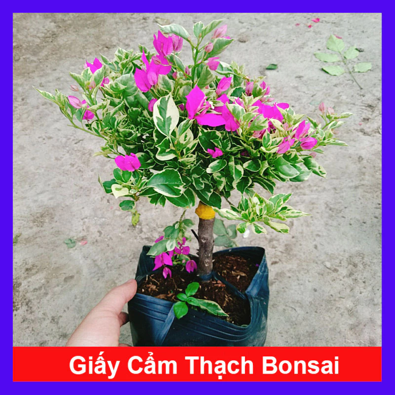 cây hoa giấy cẩm thạch rất dễ thích nghi và không đòi hỏi nhiều công chăm sóc cây hoa giấy cẩm thạch rất dễ thích nghi và không đòi hỏi nhiều công chăm sóc