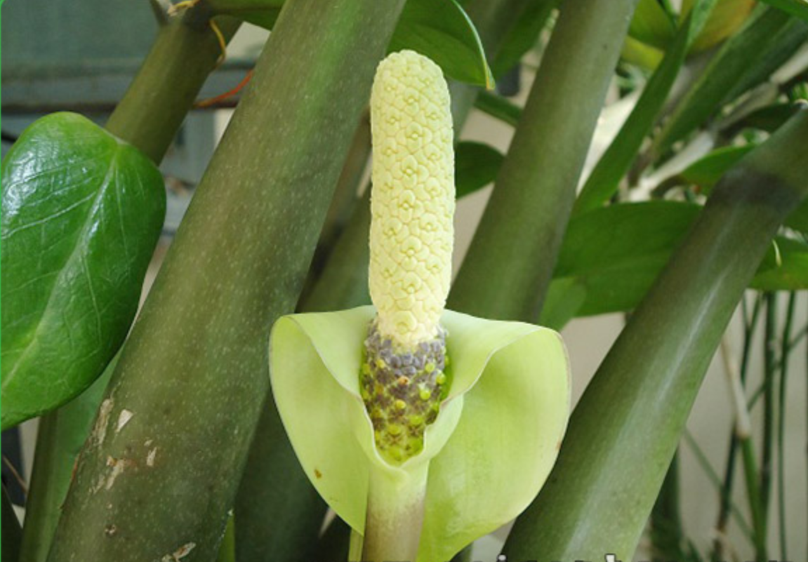 Khi thấy hoa kim phát tài nở, đó là dấu hiệu của sự may mắn và thịnh vượng sắp tới Khi thấy hoa kim phát tài nở, đó là dấu hiệu của sự may mắn và thịnh vượng sắp tới