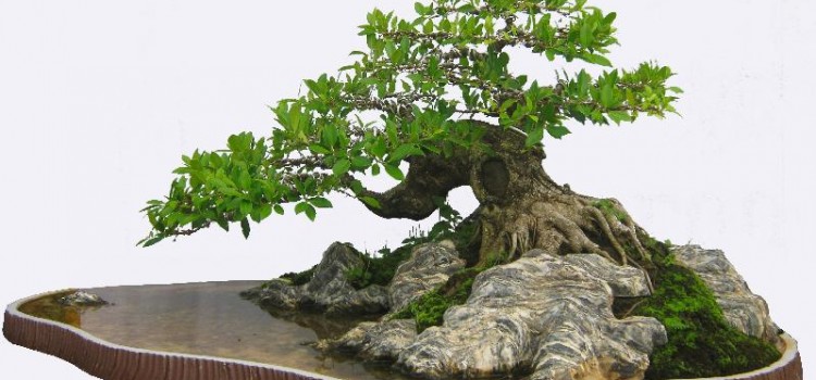 Hãy cùng chúng tôi tìm hiểu phương pháp tạo thế cho cây cảnh Bonsai nhé Hãy cùng chúng tôi tìm hiểu phương pháp tạo thế cho cây cảnh Bonsai nhé