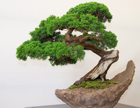 Các cây cảnh bonsai mỗi loài mang một giá trị thẩm mỹ khác nhau Các cây cảnh bonsai mỗi loài mang một giá trị thẩm mỹ khác nhau