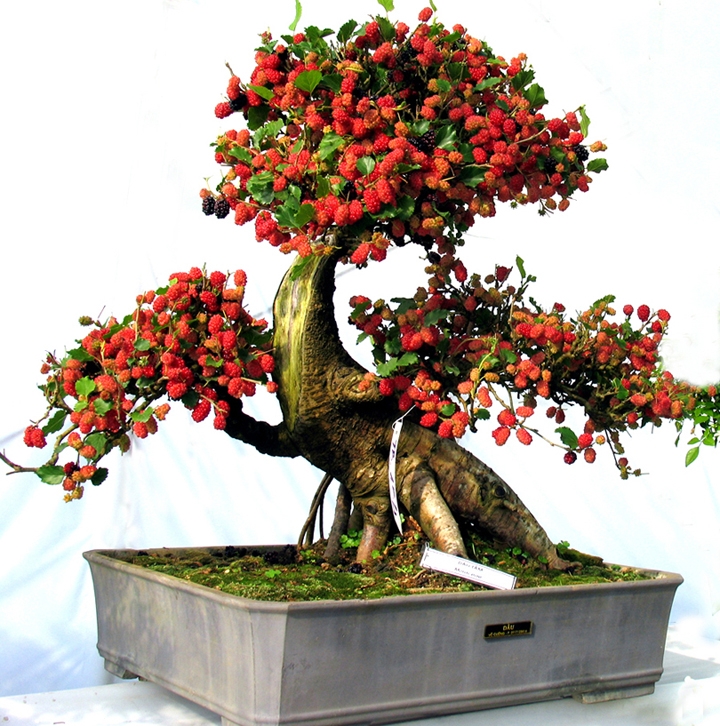 Cây cảnh bonsai cũng sẽ hấp thu được chất dinh dưỡng qua lá cây Cây cảnh bonsai cũng sẽ hấp thu được chất dinh dưỡng qua lá cây