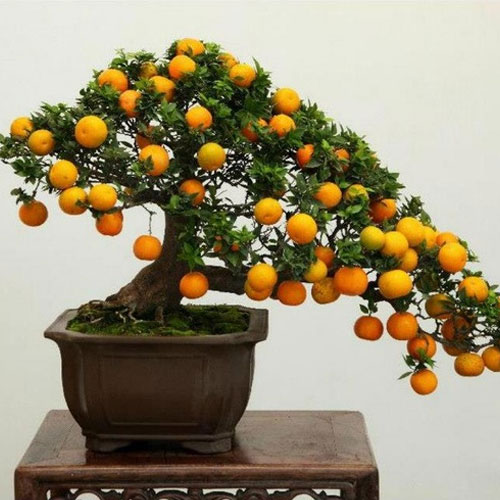 Tỉa và bó làm cho cây cảnh bonsai duy trì được trạng thái một bản sao thu nhỏ Tỉa và bó làm cho cây cảnh bonsai duy trì được trạng thái một bản sao thu nhỏ