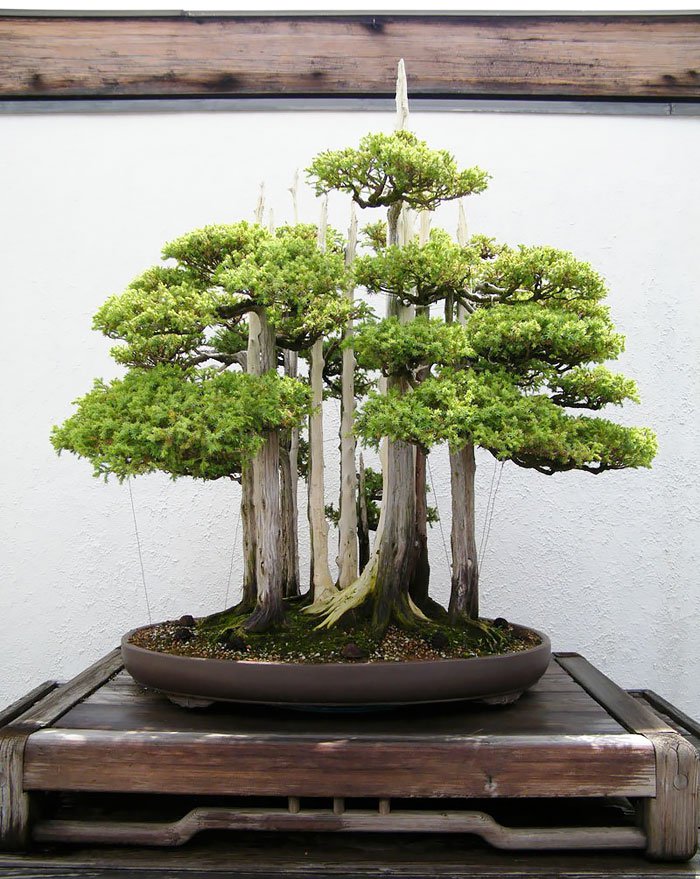 Cây bonsai đẹp theo dáng thẳng đứng (trực quân tử, thẳng) Cây bonsai đẹp theo dáng thẳng đứng (trực quân tử, thẳng)