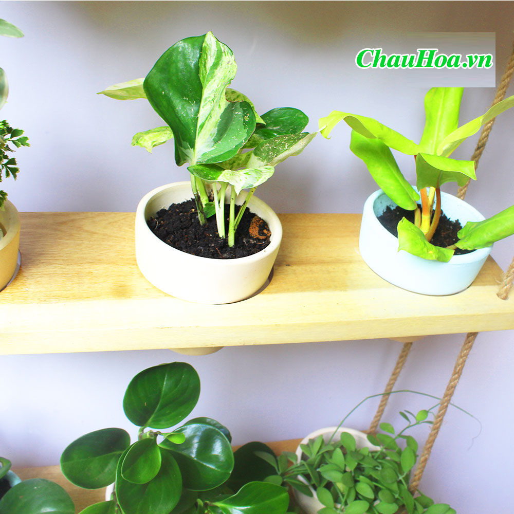 Chậu hoa chậu cảnh khung gỗ treo 3 tầng Chậu hoa chậu cảnh khung gỗ treo 3 tầng