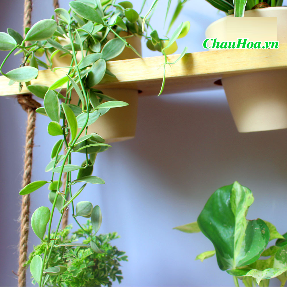 Chậu hoa chậu cảnh khung gỗ treo 3 tầng Chậu hoa chậu cảnh khung gỗ treo 3 tầng