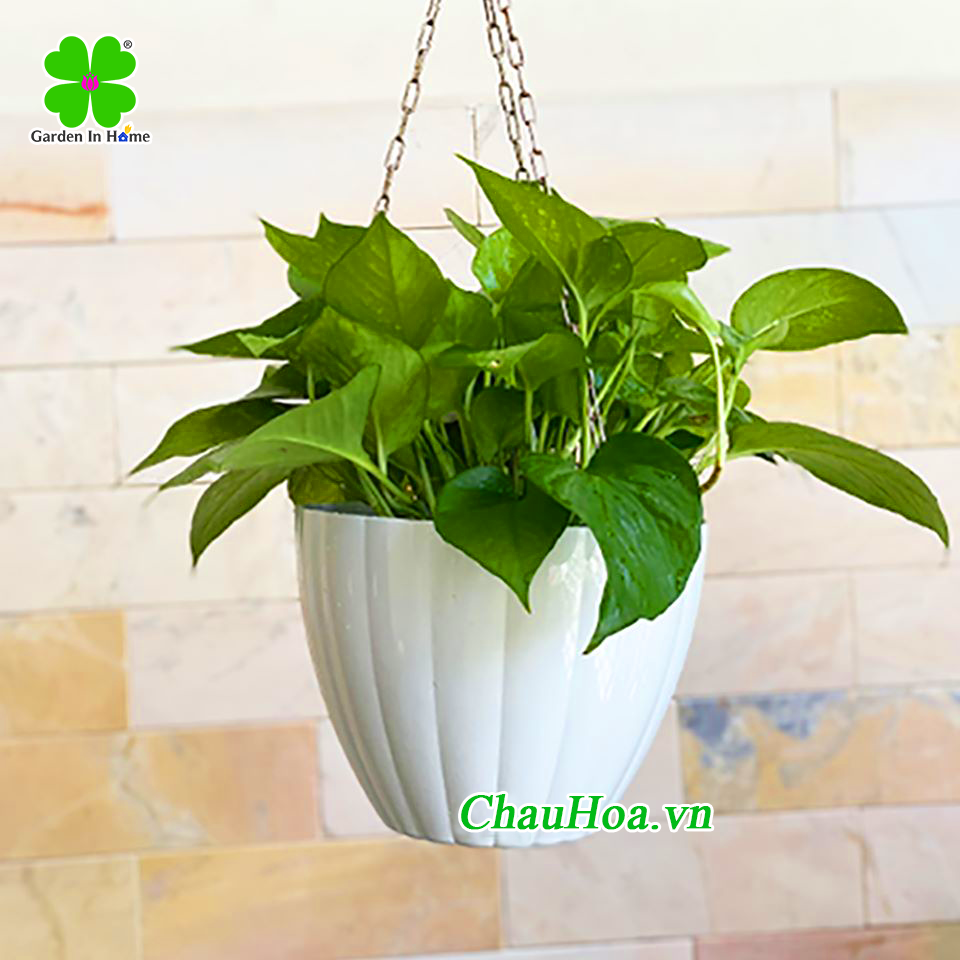 Chậu hoa treo tròn khía trang trí nội thất, ngoại thất, decor balcony Chậu hoa treo tròn khía trang trí nội thất, ngoại thất, decor balcony