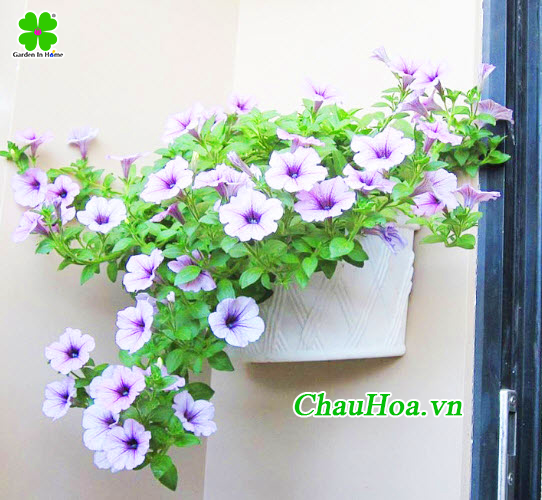 Chậu cảnh biến bức tường khô cứng trở nên đầy sức sống Chậu cảnh biến bức tường khô cứng trở nên đầy sức sống