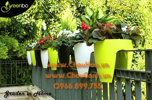 chăm sóc chậu cảnh hoa mai sau tết sẽ giúp các bạn có được chậu cảnh mai đẹp cho đến tết năm sau chăm sóc chậu cảnh hoa mai sau tết sẽ giúp các bạn có được chậu cảnh mai đẹp cho đến tết năm sau