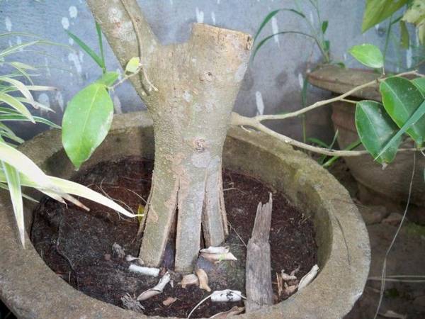 Có thể tiến hành chẻ rễ 2-3 lần cho một cây để tạo nhiều rễ Có thể tiến hành chẻ rễ 2-3 lần cho một cây để tạo nhiều rễ