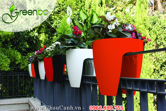 trồng làm cảnh trong sân vườn hoặc trồng trong chậu cảnh đẹp để trang trí nội thất trồng làm cảnh trong sân vườn hoặc trồng trong chậu cảnh đẹp để trang trí nội thất