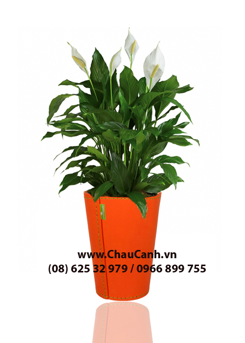 Chậu cảnh đẹp nhiều màu E3 bền đẹp Chậu cảnh đẹp nhiều màu E3 bền đẹp