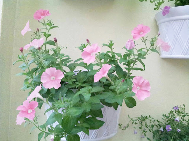 Chậu cảnh treo tường dễ dàng trang trí với hoa dạ yến thảo hay các loại hoa khác mà bạn yêu thích Chậu cảnh treo tường dễ dàng trang trí với hoa dạ yến thảo hay các loại hoa khác mà bạn yêu thích