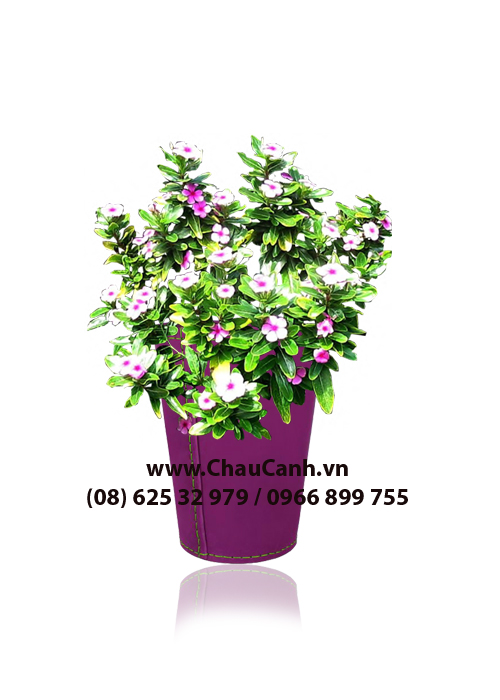 Chậu cảnh đẹp nhiều màu E3 bền đẹp Chậu cảnh đẹp nhiều màu E3 bền đẹp