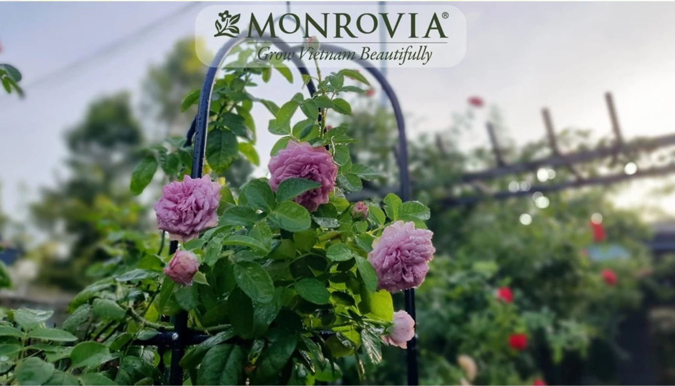 Biến lối đi nhà bạn thành cổng hoa cổ tích với chiếc khung vòm cho hoa hồng leo này! ✨ Bạn đã sẵn sàng cho vẻ đẹp lãng mạn này chưa? Biến lối đi nhà bạn thành cổng hoa cổ tích với chiếc khung vòm cho hoa hồng leo này! ✨ Bạn đã sẵn sàng cho vẻ đẹp lãng mạn này chưa?