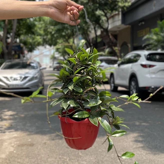 Chậu lan cẩm cù treo ban công cũng giúp Thanh lọc không khí Chậu lan cẩm cù treo ban công cũng giúp Thanh lọc không khí