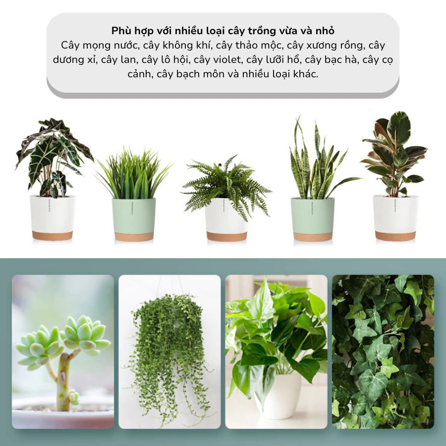 Chậu cảnh trang trí giúp thoải mái tinh thần làm việc Chậu cảnh trang trí giúp thoải mái tinh thần làm việc