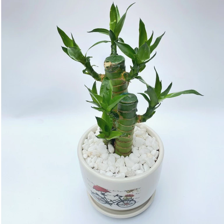 Chậu cây cảnh đẹp trúc phú quí mang sự giàu có, thịnh vượng và phát đạt cho gia chủ Chậu cây cảnh đẹp trúc phú quí mang sự giàu có, thịnh vượng và phát đạt cho gia chủ