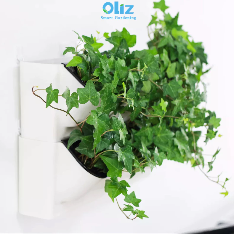 Chậu cây cảnh thường xuân được treo tường, thông minh, tự tưới Chậu cây cảnh thường xuân được treo tường, thông minh, tự tưới